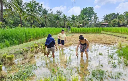 Old Phuket Farm Ticket - Countryside Local Life Culture