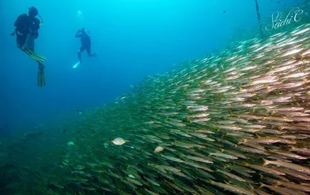Discover Scuba Diving 3 Dives Racha Islands