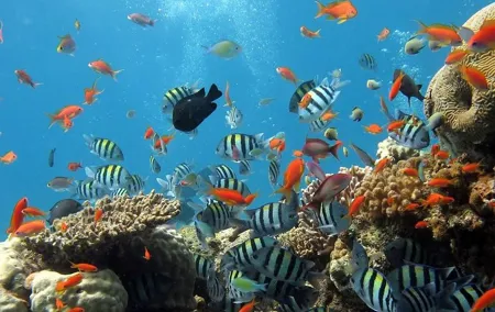 Full-Day Koh Phi Phi Scuba Diving Course from Phuket