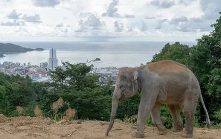 Guide Tour to Patong Hilltribe Ethical Elephant Village