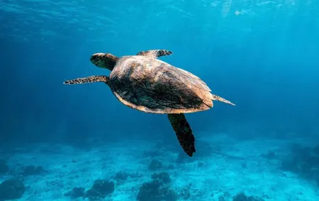 2x Snorkelling Phi Phi, Maiton, Maya Bay, khai islands tour