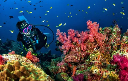 3 Fun Dives in Racha Yai and Racha Noi for Certified Divers