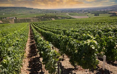 Champagne Tasting Tour Day Trip From Paris