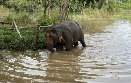 Elephant Sanctuary Small Group Tour in Phuket