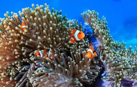 2 Fun Dives in Racha Yai or Noi for Certified Divers