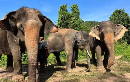 Guided Phuket Cultural Sightseeing Tour with Elephant Watching