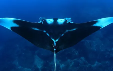 Full-Day Koh Bon Scuba Diving from Phuket