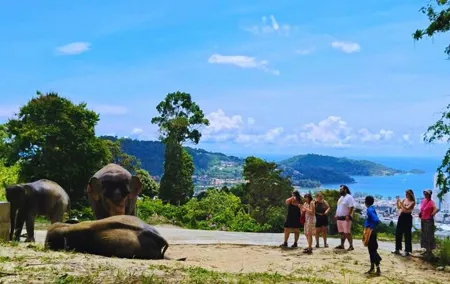 Phuket Hightlight Elephant Sanctuary Observe Experience