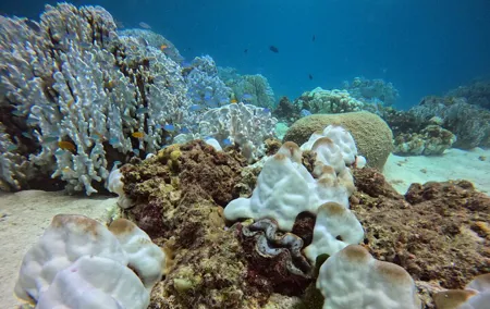 Phuket: PADI Open Water Course 3 Days with GO Pro