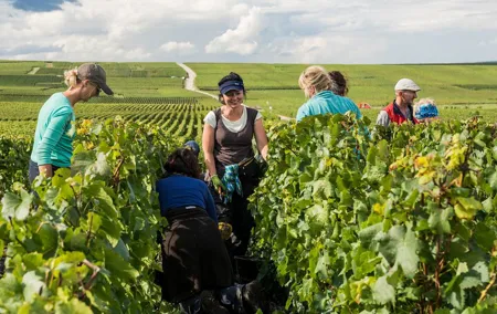 Private tour of the Champagne area, meet local producers and taste their Champagne, start from your hotel in Paris.