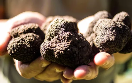 Truffle hunting near Rome