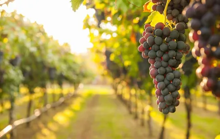 Rome Countryside Vineyards and Wine Tasting - Private Tour