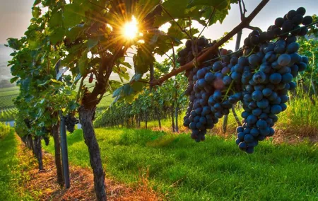 Wine Tasting in Frascati from Rome