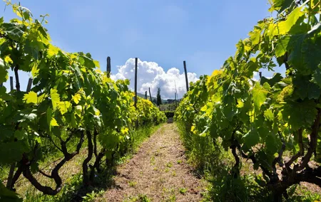 Guided Wine Tasting Experience in a Roman Vineyard