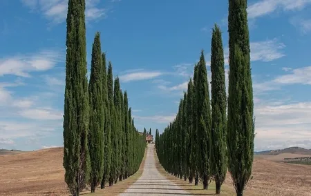 From Rome: Private Day-Tour of Tuscany