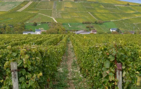 Paris Wine Day Tours exclusive wine tour in the Sancerre area