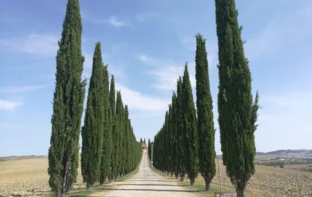 Montepulciano Wine & Pienza Flavours Day Tour from Rome