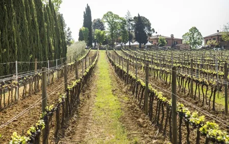 Wine tasting in Montepulciano and visit to Pienza, in Tuscany from Rome