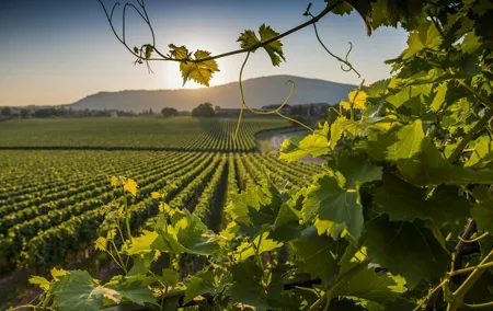 Rome Countryside Delights: Exclusive Wine Tasting Tour
