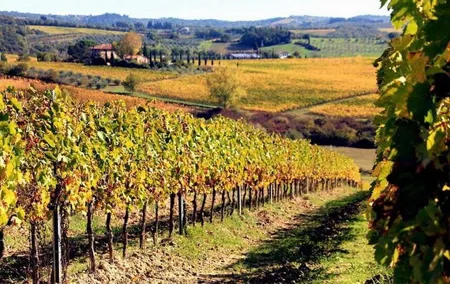 Wine tasting in Chianti, visiting Castellina, in Tuscany from Rome