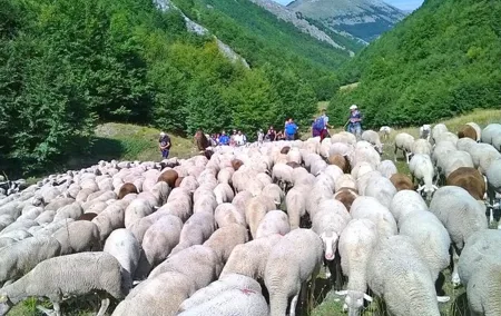 A day with the shepherd milking sheeps and making cheese in the National Park of Abruzzo