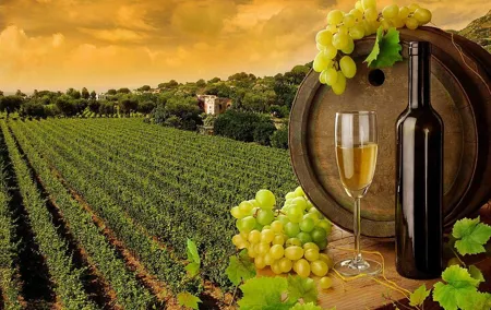 Wine Cheese and EVO Oil Tastings in Tuscany Full-Day from Rome