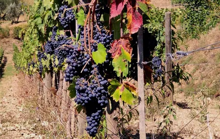 Montepulciano and Pienza -Tuscan Wines Tour