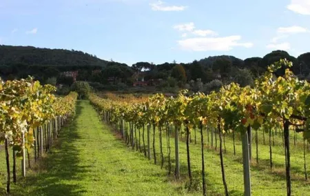 Castelli Romani: Wine tasting in Frascati from Rome