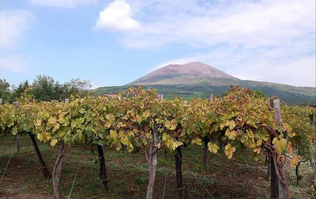 Pompeii & Vesuvius SkipTheLine Lunch and WineTasting from Rome