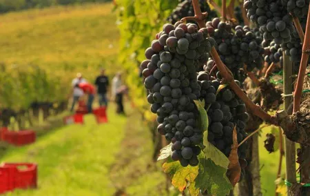 Brunello and Nobile, Wine Lover Tour Montalcino and Montepulciano