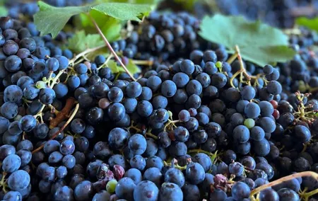 Grape Stomping Experience and Wine Tasting