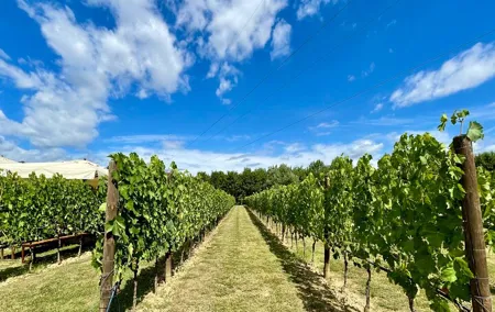 From Florence: Classic Chianti Villages and Wine Roads by Minivan
