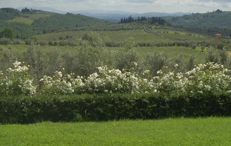 Discover Chianti Through its Wines