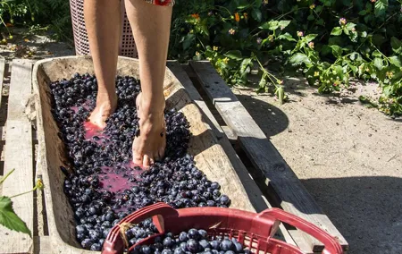Private Grape stomping in Chianti from Florence