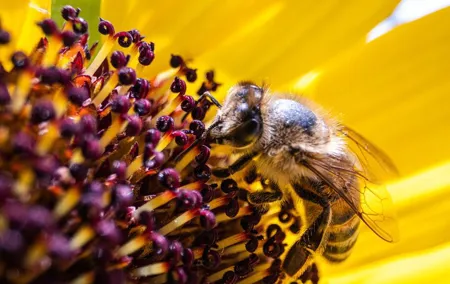 Discovering Bees in Volterra
