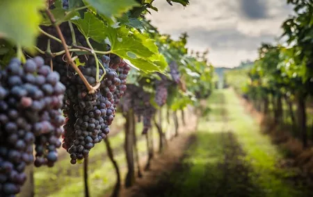 Private Chianti Wine Tasting from Florence, Half Day Experience