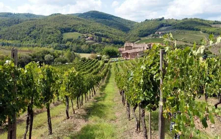 Chianti from Florence:PRIVATE Wine, Olive Oil Tasting in the Tuscan countryside