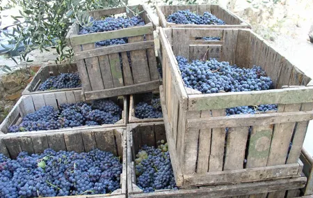 Private Day Trip to Montalcino and Montepulciano from Florence