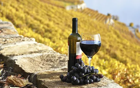 HALF-DAY Tour to Chianti Wine Region: CHIANTI COLORS & FLAVORS