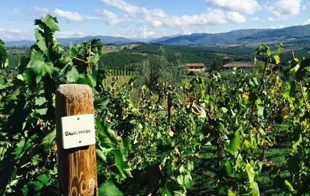 TRANSFER TOUR Florence to Rome with a wine experience in MONTEPULCIANO