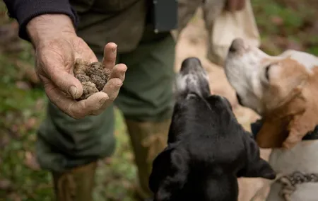 Truffle Hunting and Tasting in San Gimignano with a Tuscan Lunch