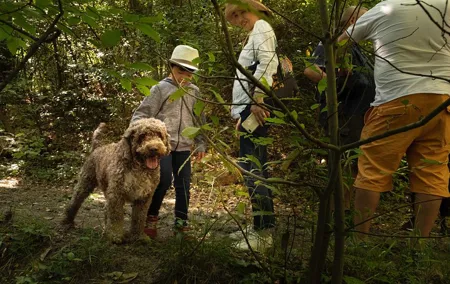 Truffle Picking Experience with 3 Course Meal in Chianti hills