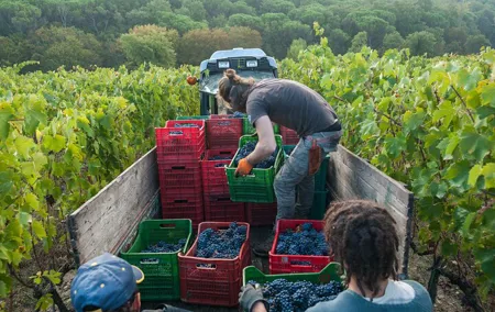 PRIVATE Half-Day Tour: Chianti Classico Wine Experience.