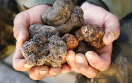 Truffle Hunt & Wine Tasting - Private Tour