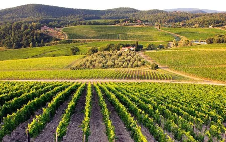 Private guided tour: Siena San Gimignano and Chianti