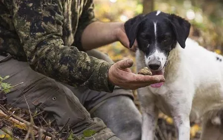 Truffle Hunting in the Tuscany Hills of Florence