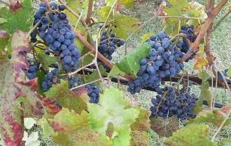 PRIVATE TOUR "Ramble through the Rolling Hills Of Chianti"+ lunch & wine tasting