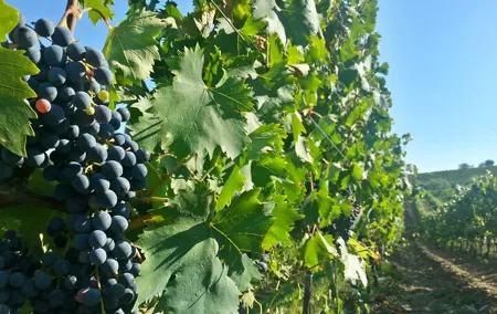 The best of Chianti Classico Wine Private Tour with Dinner in a boutique Estate