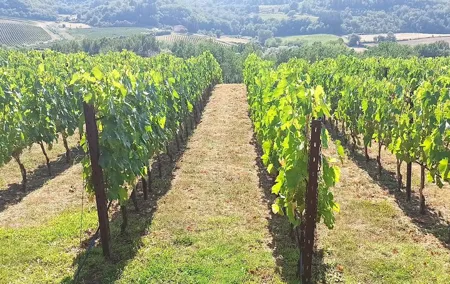 Private Transfer Florence to Siena with a Chianti Wine Tasting