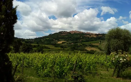 Montepulciano and Pienza Tuscany Wine&Cheese Fullday from Florence